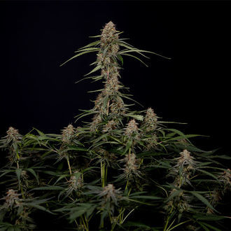 Blue Cheese F1 Samonakvétací (Zamnesia Seeds) feminizovaná