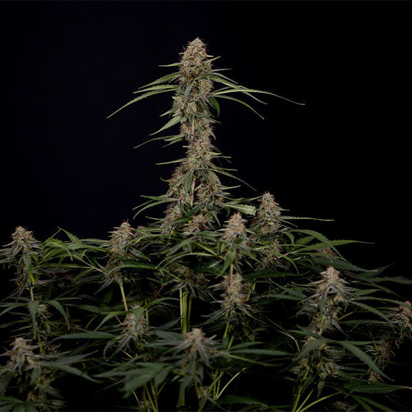 Blue Cheese F1 Samonakvétací (Zamnesia Seeds) feminizovaná