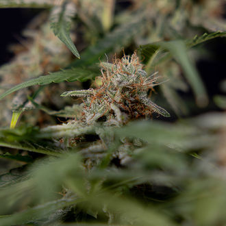 Blue Cheese F1 Samonakvétací (Zamnesia Seeds) feminizovaná