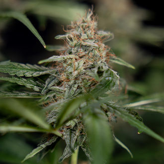 Blue Cheese F1 Samonakvétací (Zamnesia Seeds) feminizovaná