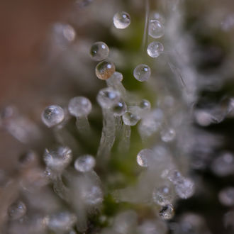 Blue Cheese F1 Samonakvétací (Zamnesia Seeds) feminizovaná