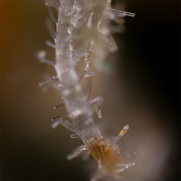 Blue Cheese F1 Samonakvétací (Zamnesia Seeds) feminizovaná