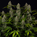 Green Crack F1 Samonakvétací (Zamnesia Seeds) feminizované