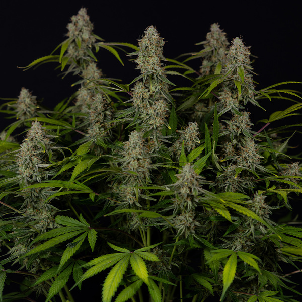 Green Crack F1 Samonakvétací (Zamnesia Seeds) feminizované