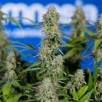 Green Crack F1 Samonakvétací (Zamnesia Seeds) feminizované