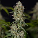 Green Crack F1 Samonakvétací (Zamnesia Seeds) feminizované