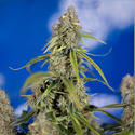 Green Crack F1 Samonakvétací (Zamnesia Seeds) feminizované