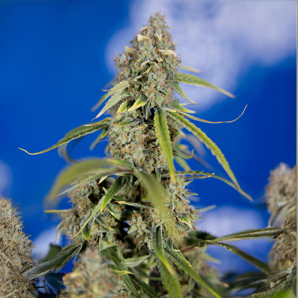 Green Crack F1 Samonakvétací (Zamnesia Seeds) feminizované
