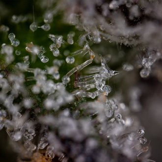 Green Crack F1 Samonakvétací (Zamnesia Seeds) feminizované