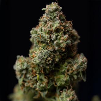 Green Crack F1 Samonakvétací (Zamnesia Seeds) feminizované