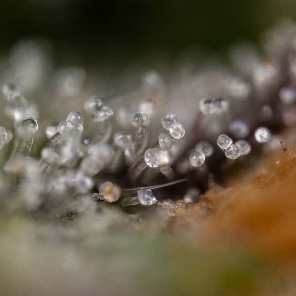 Green Crack F1 Samonakvétací (Zamnesia Seeds) feminizované