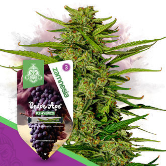 Grape Ape F1 Samonakv&eacute;tac&iacute; (Zamnesia Seeds) feminizovan&aacute;