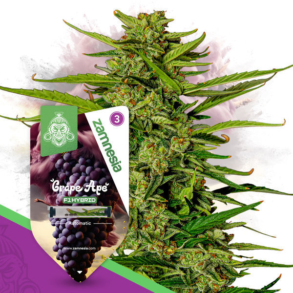 Grape Ape F1 Samonakvétací (Zamnesia Seeds) feminizovaná