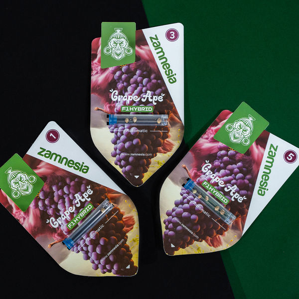 Grape Ape F1 Samonakvétací (Zamnesia Seeds) feminizovaná