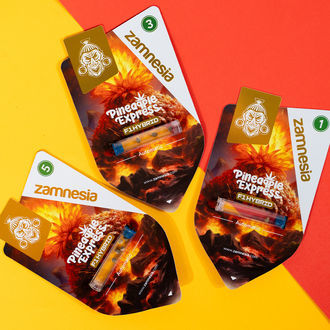 Pineapple Express F1 Samonakvétací (Zamnesia Seeds) feminizovaná