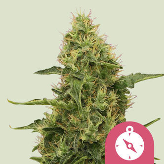Northern Light (Royal Queen Seeds) feminizovan&aacute;