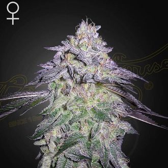 Nori Cake (Greenhouse Seeds) feminizovan&aacute;