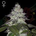 Milky Dreams (Greenhouse Seeds) feminizovaná