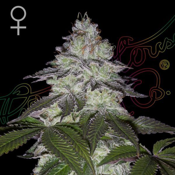 Milky Dreams (Greenhouse Seeds) feminizovaná
