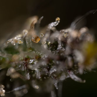 Cosmic Noodles (Zamnesia Seeds) feminizovaná