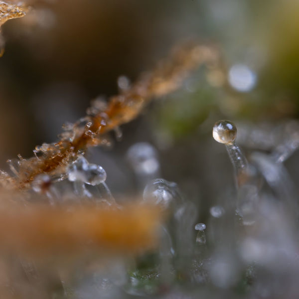 Cosmic Noodles (Zamnesia Seeds) feminizovaná