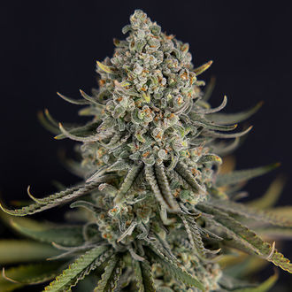 Karen Kush (Zamnesia Seeds) feminizovaná