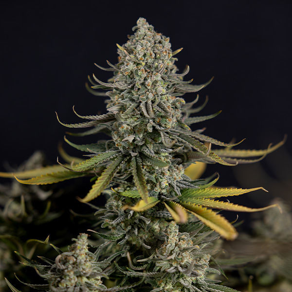 Karen Kush (Zamnesia Seeds) feminizovaná