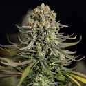 Karen Kush (Zamnesia Seeds) feminizovaná