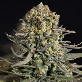 Karen Kush (Zamnesia Seeds) feminizovaná
