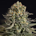 Karen Kush (Zamnesia Seeds) feminizovaná