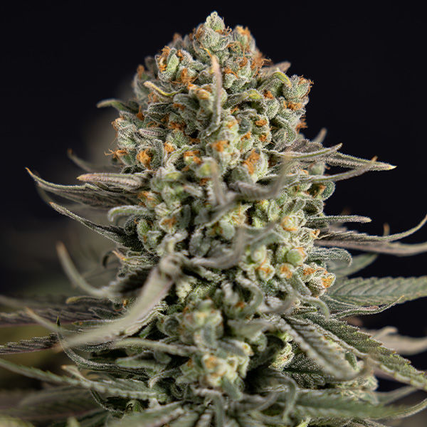 Karen Kush (Zamnesia Seeds) feminizovaná