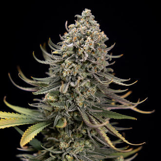 Karen Kush (Zamnesia Seeds) feminizovaná