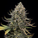 Karen Kush (Zamnesia Seeds) feminizovaná