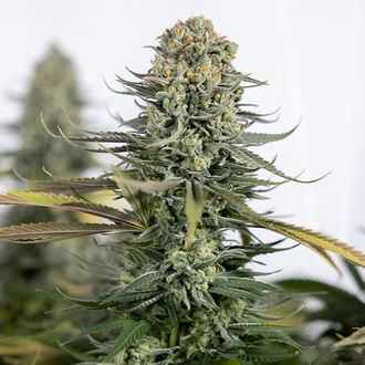 Karen Kush (Zamnesia Seeds) feminizovaná