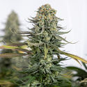 Karen Kush (Zamnesia Seeds) feminizovaná
