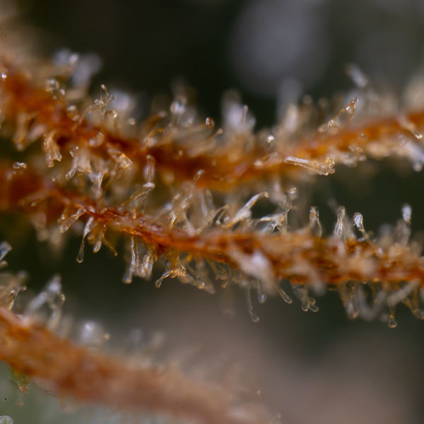 Karen Kush (Zamnesia Seeds) feminizovaná