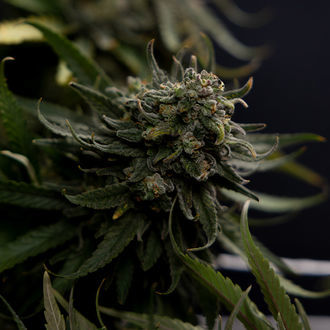Karen Kush (Zamnesia Seeds) feminizovaná