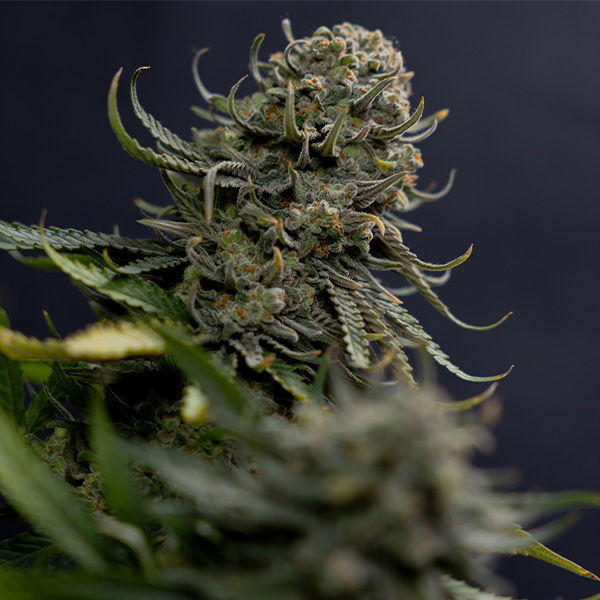Karen Kush (Zamnesia Seeds) feminizovaná