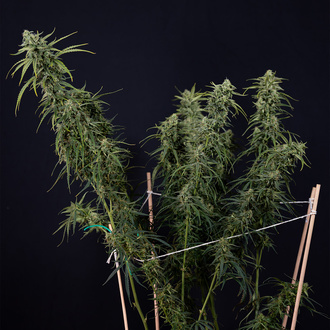 Karen Kush Samonakvétací (Zamnesia Seeds) feminizovaná