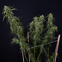 Karen Kush Samonakvétací (Zamnesia Seeds) feminizovaná