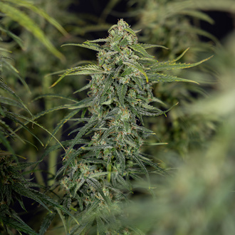Karen Kush Samonakvétací (Zamnesia Seeds) feminizovaná
