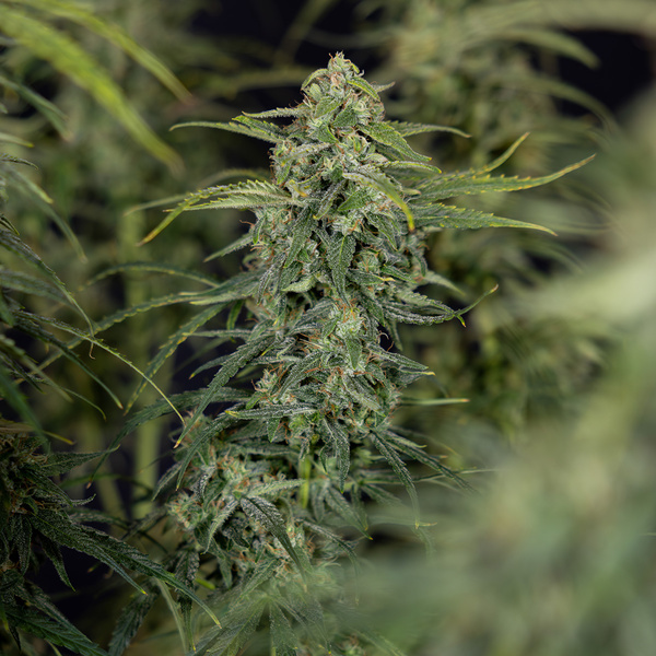 Karen Kush Samonakvétací (Zamnesia Seeds) feminizovaná