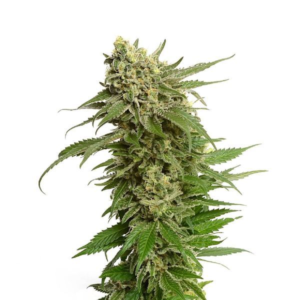 Quicksilver (Amsterdam Genetics) feminizovaná