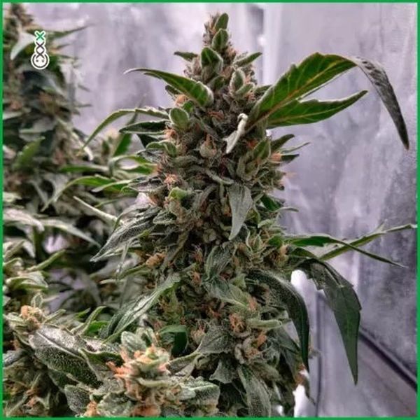 Blue Amnesia Haze (Amsterdam Genetics) feminizovaná