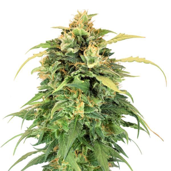 Lemon Haze (Amsterdam Genetics) feminizovaná