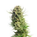 Spicebomb (Amsterdam Genetics) feminizovaná
