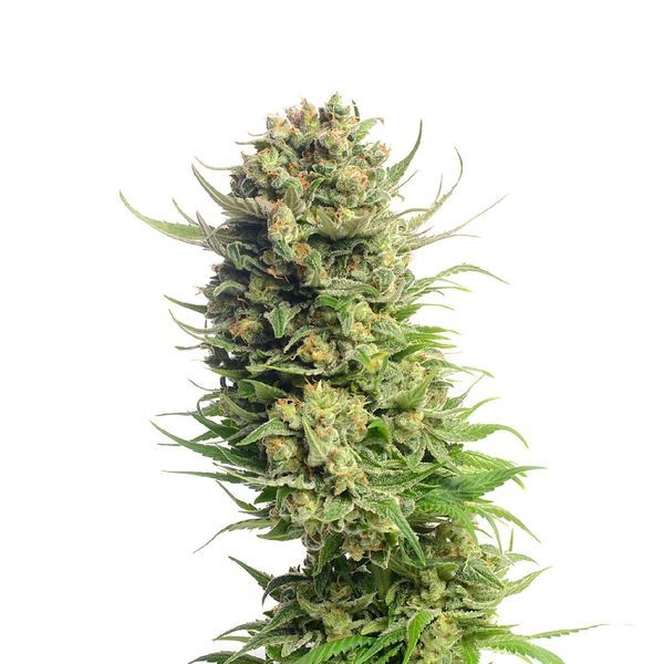 Spicebomb (Amsterdam Genetics) feminizovaná