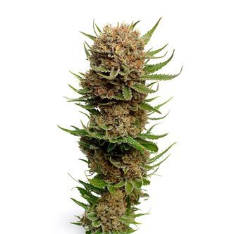 Candyfloss (Amsterdam Genetics) feminizovan&aacute;