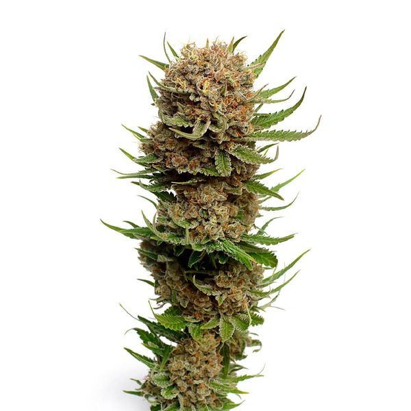 Candyfloss (Amsterdam Genetics) feminizovaná