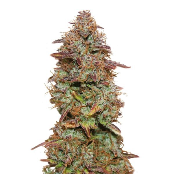 Exotická Purple Samonakvétací (Amsterdam Genetics) Feminizovaná